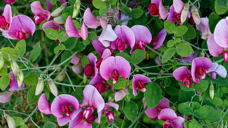 Sweet peas in bloom with pink flowers and green foliage