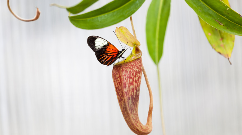 butterfly on pitcher plant