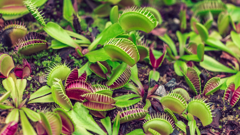 Venus Flytrap  National Wildlife Federation