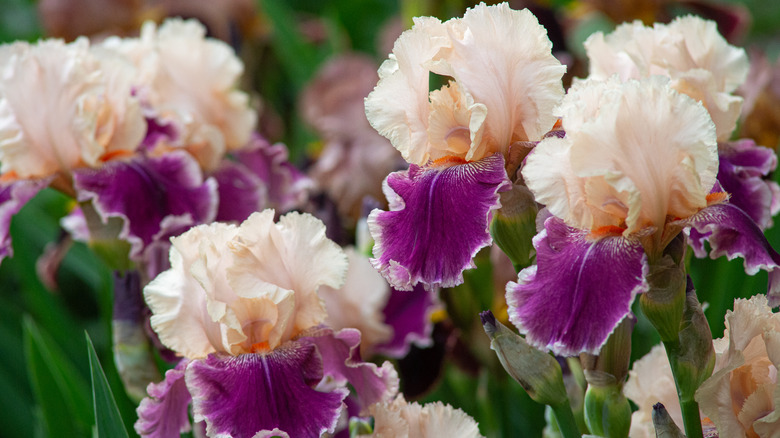 purple Irises close up