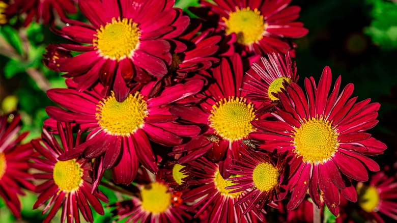red painted daisy flowers