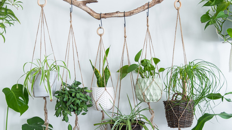 macrame plants hanging from rustic branch