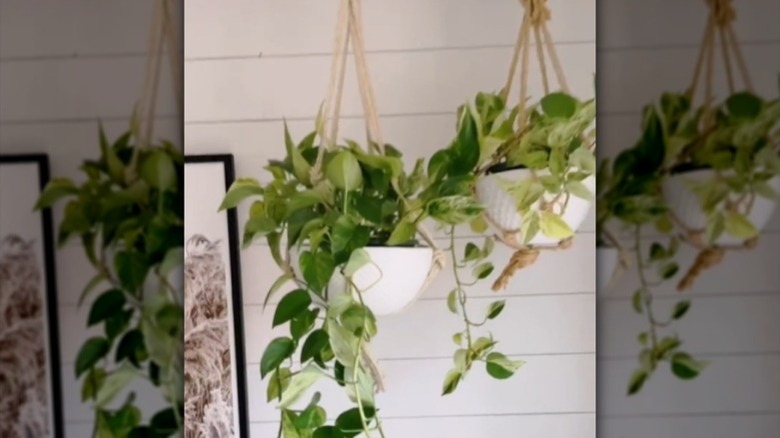thrifted hanging plant pots