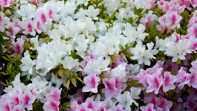 A bush of pink and white azalea flowers.