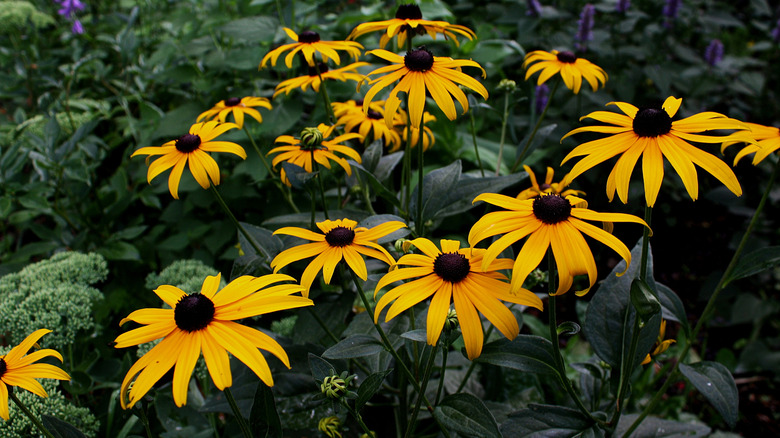 Black eye susans in a garden