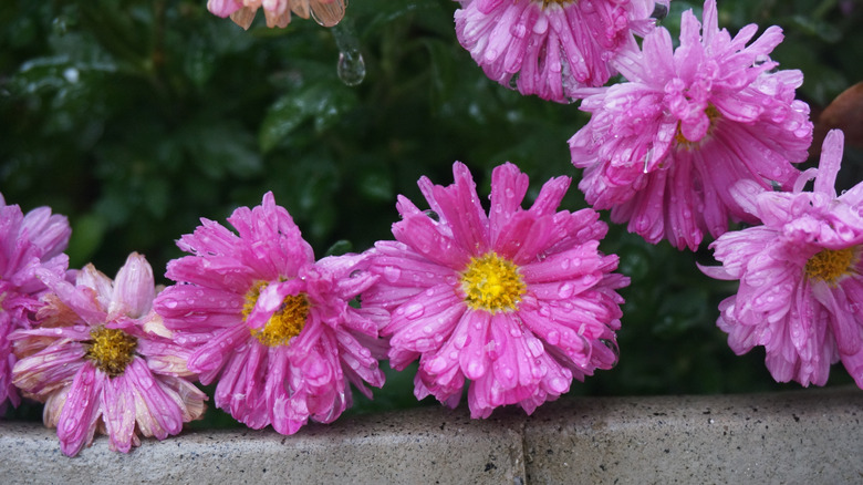 Dark pink chrysanthemums with water droplets on them