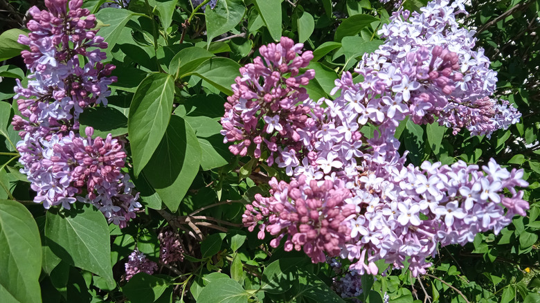 Lilac flowers on a bush