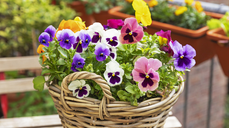 A basket of multicolored pansies.