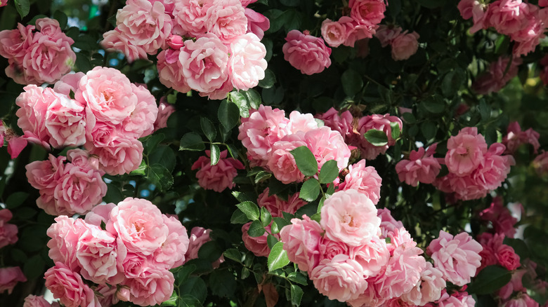 A thriving pink rose bush