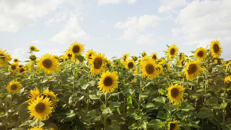 A field of sunflowers under a blue sky