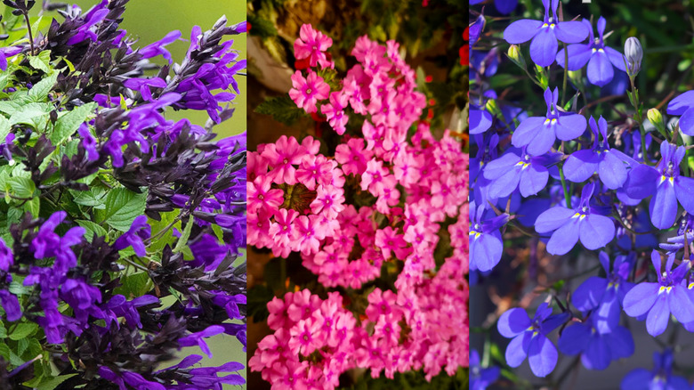 Left to right: 'Hummingbird Falls' salvia, verbena, and Lobelia erinus.