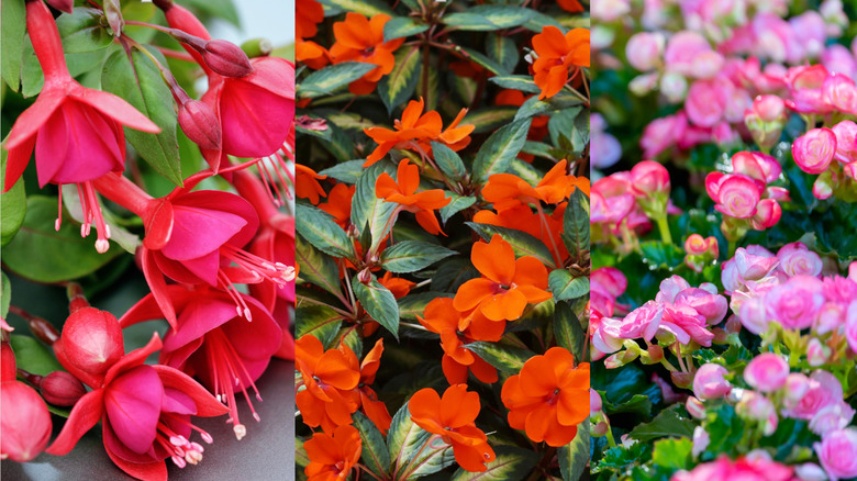 Left to right: 'Marinka' fuchsia, orange New Guinea impatiens, and pink begonias.