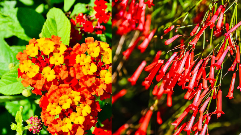 Left to right: Lantana and firecracker plant.