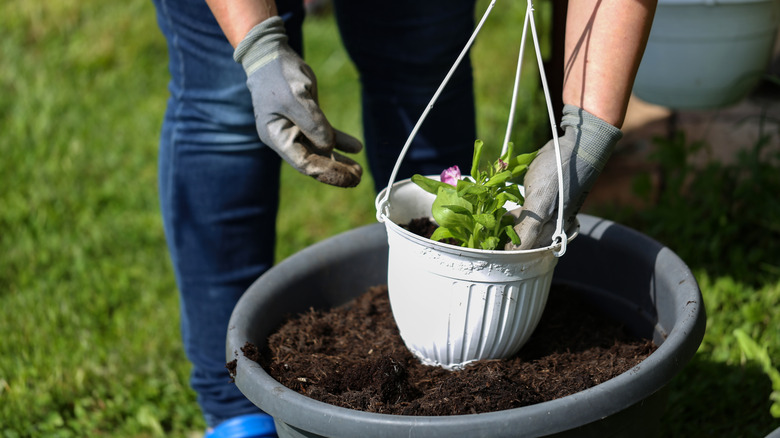 A gardener wearing gloves scoops potting mix around a flowering plant in a small white plastic hanging basket.