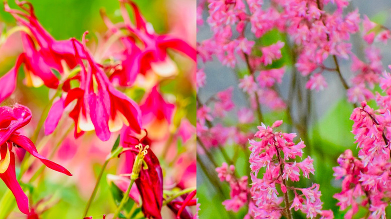 Left to right: western columbine (Aquilegia formosa) and coral bells (Heuchera).