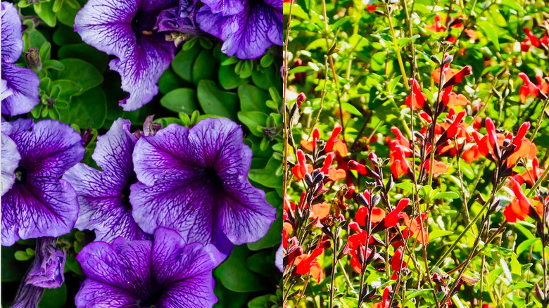 Left to right: purple petunias and orange autumn sage.