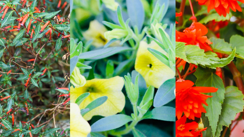 From left: cigar plant, 'Superbells Saffron' calibrachoa, and 'Bonfire' begonia