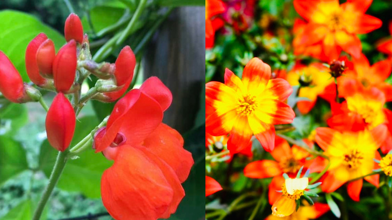 Left to right: scarlet runner beans and Campfire 'Flame Apache' bidens.