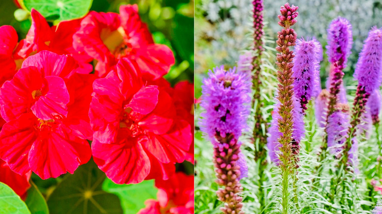 'Jewel Cherry Rose' Nasturtium and Blazing Star (Liatris)