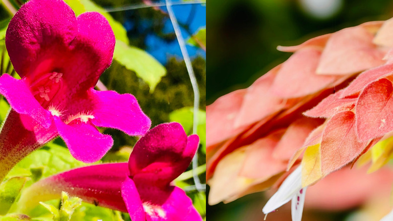 Left to right: creeping gloxinia and shrimp plant.