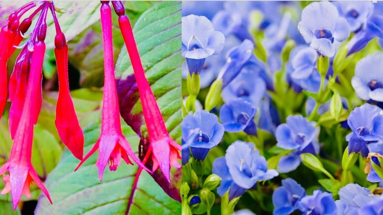Left to right: scarlet 'Gartenmeister Bonstedt' fuchsia and wishbone flower.