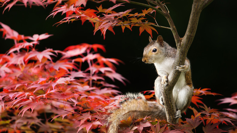 Maple tree with squirrel