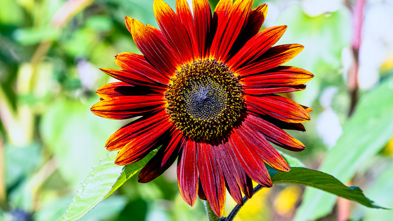 Earthwalker sunflower