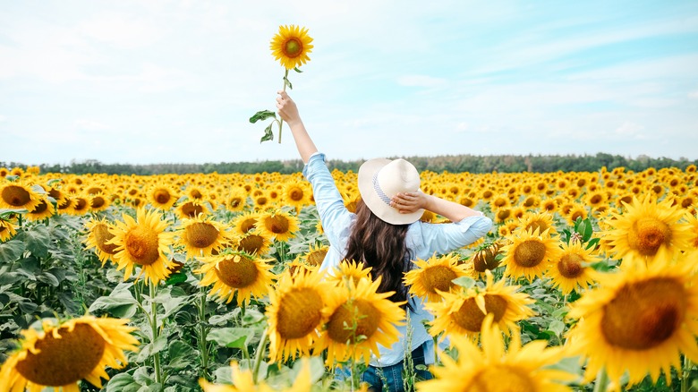 Woman in sunflower field 