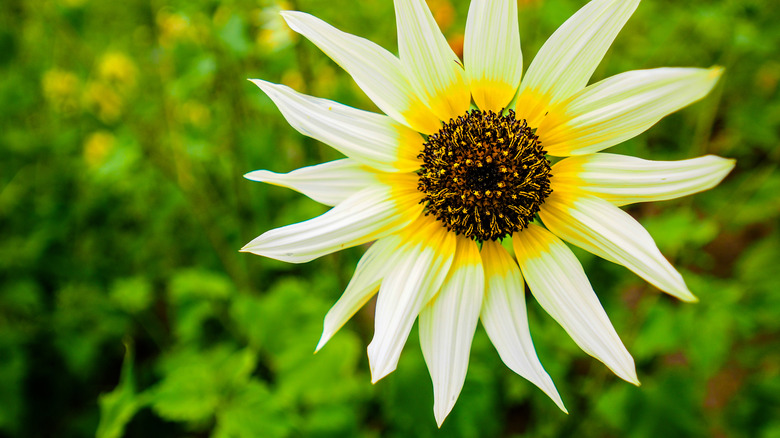 Italian white sunflower