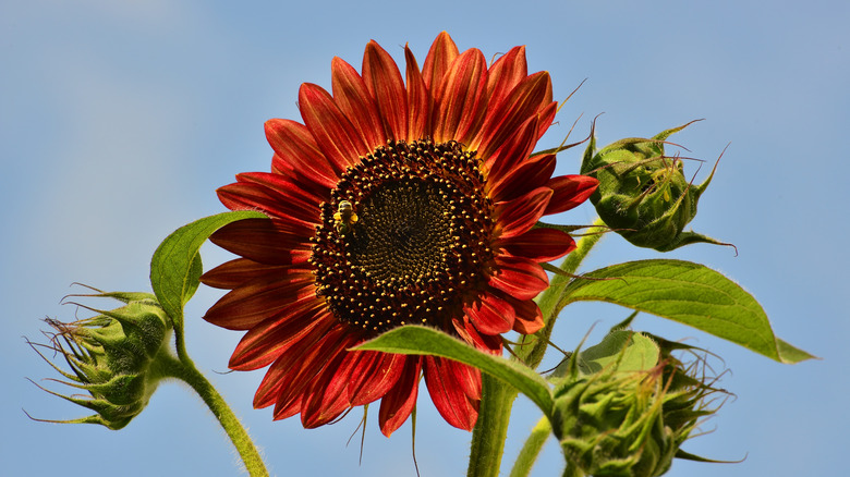 Moulin rouge sunflower