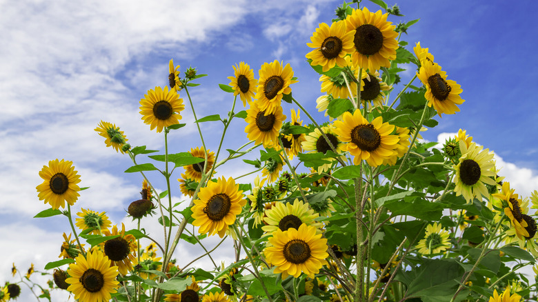 Skyscraper sunflowers