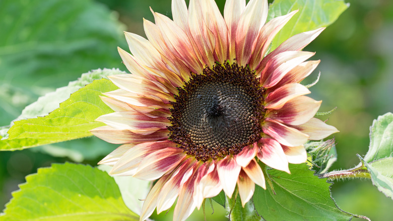 Strawberry blonde sunflower