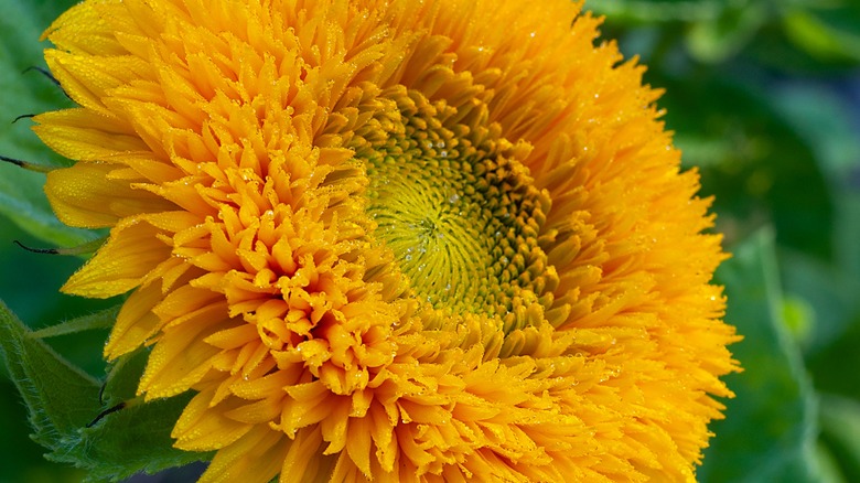 Teddy bear sunflower