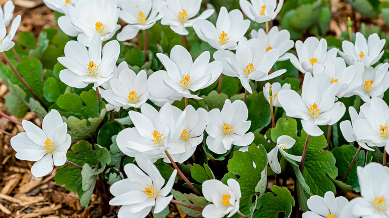 White bloodroot blossoms in a forest
