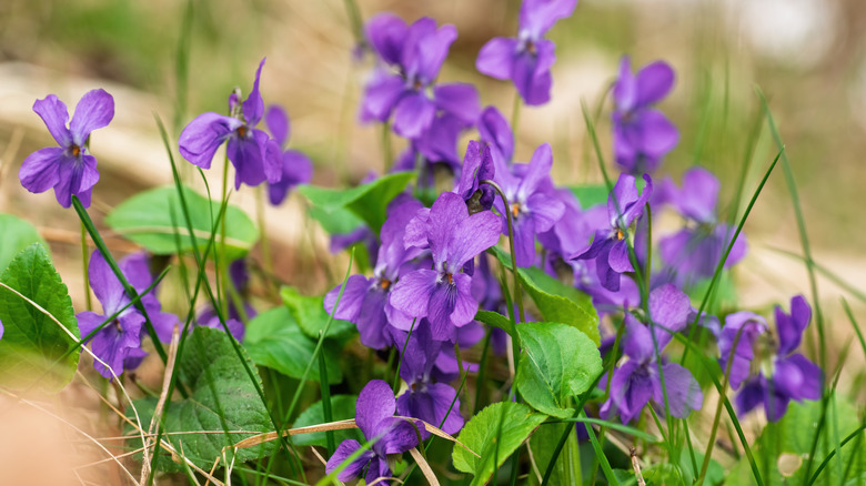Beautiful purple wild violets in bloom