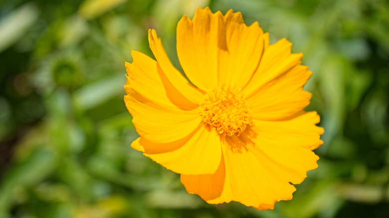 Large desert marigold blossom