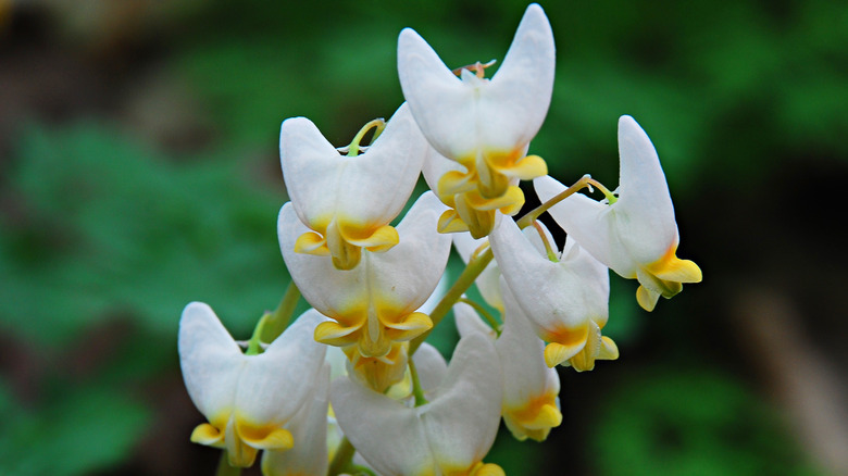 Close up of Dutchman's breeches in bloom