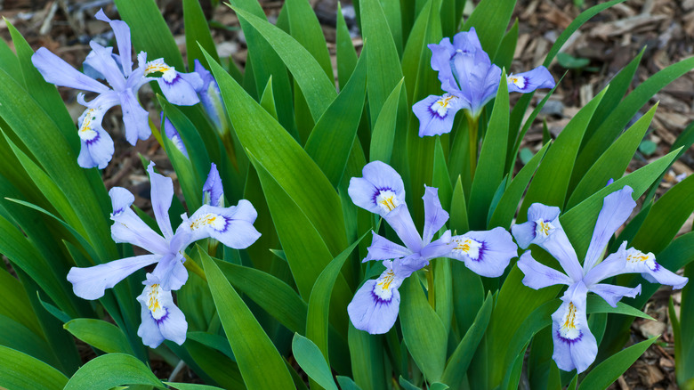 Lovely lavender blooms of a dwarf-crested iris