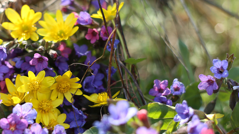 Early spring flowers blooming in a field