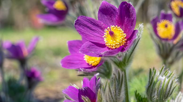 Close up of a pasque flower bloom