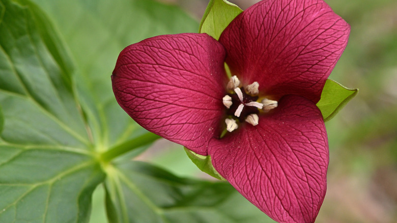 Red trillium wildflower blossom