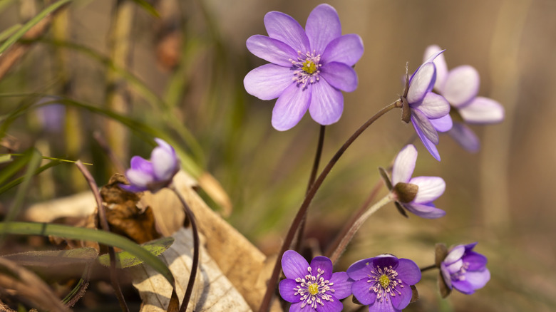 Hepatica blooms in early spring