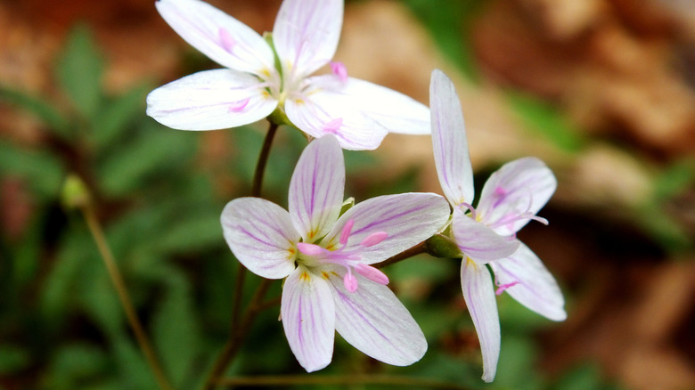 Spring beauty blossoms