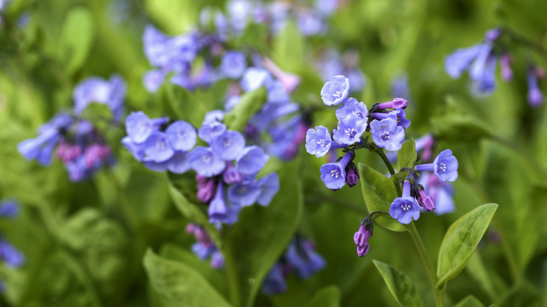 Close up of Virginia bluebells