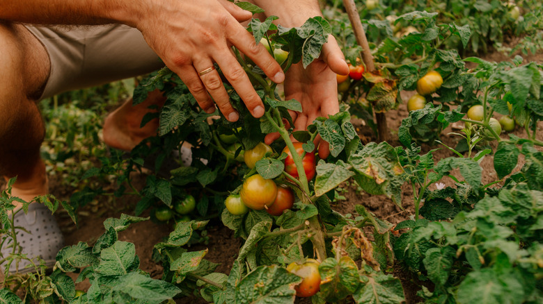 Farmer is looking at tomatoes in a vegetable garden