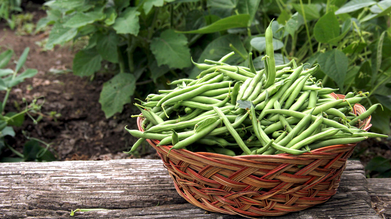 Harvested green beans in garden