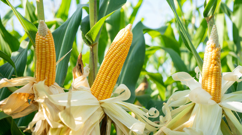 Ripe corn on the cob in cornfield