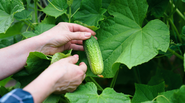 Gardeners picking a cucumber