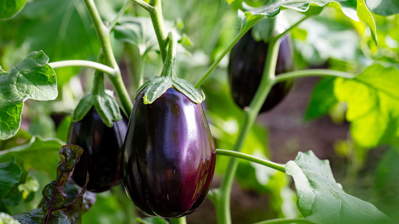 Eggplants growing in garden