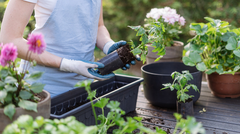 Gardener planting tomato transplants